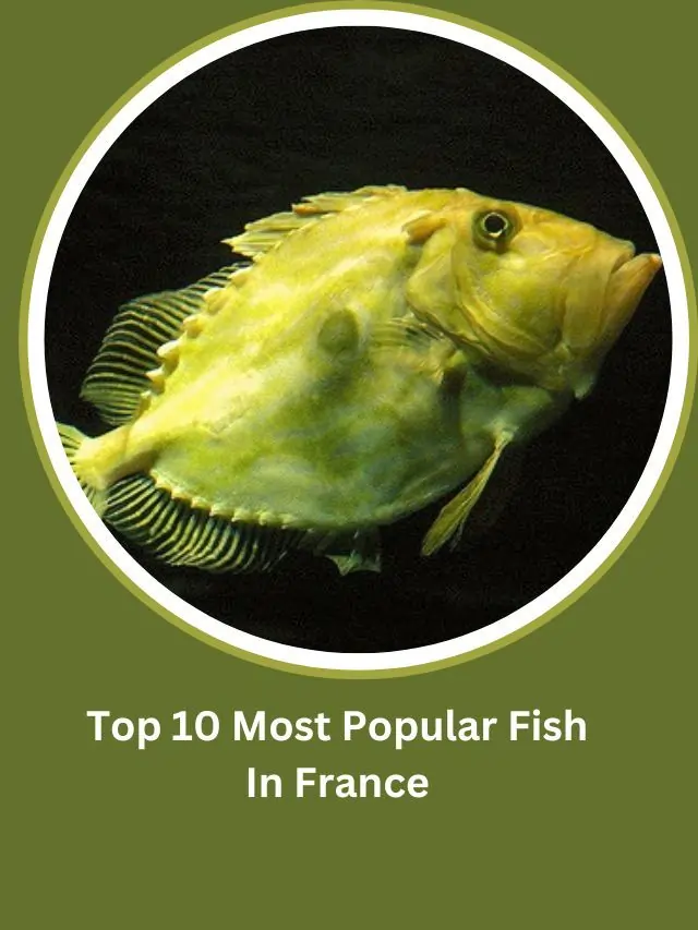 Fish In France