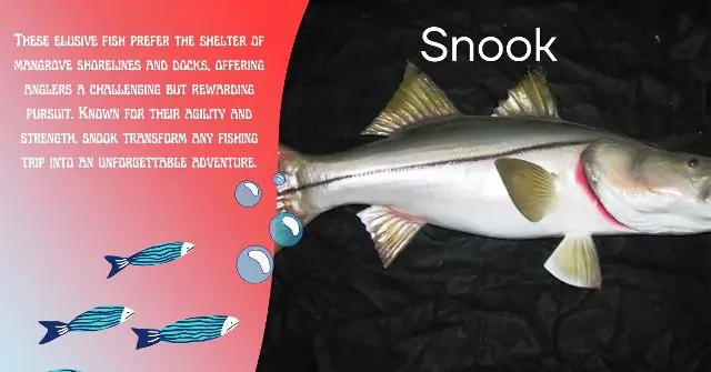 Snook