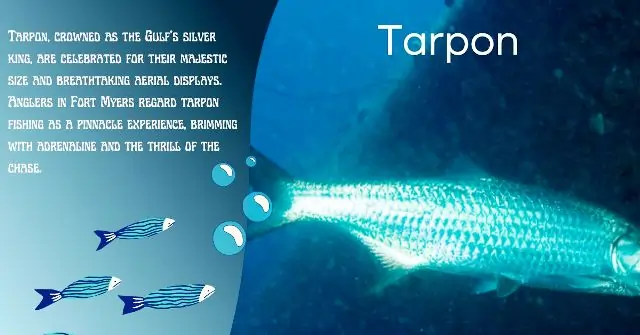 Tarpon