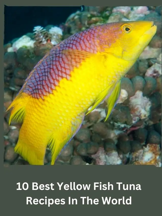 Yellow Fish Tuna